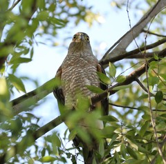 Accipiter chilensis