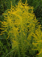 Solidago tortifolia