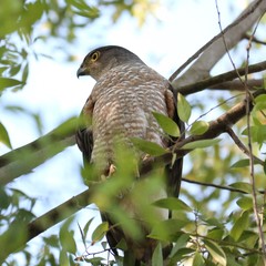 Accipiter chilensis