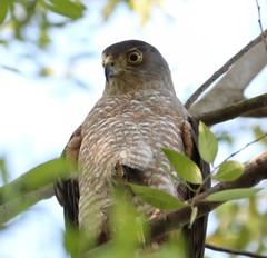Accipiter chilensis