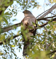 Accipiter chilensis