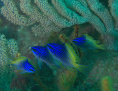 Blue-And-Yellow Chromis photo 3