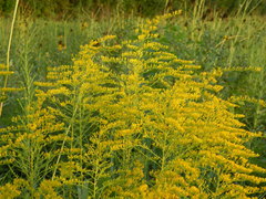 Solidago tortifolia