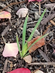 Iris foetidissima