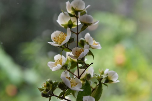 Philadelphus mexicanus, photograph 3