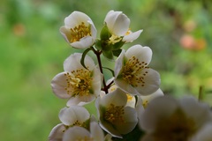 (c) Neptalí Ramírez Marcial, some rights reserved (CC BY) Philadelphus mexicanus, photograph (c) Neptalí Ramírez Marcial, some rights reserved (CC BY)
