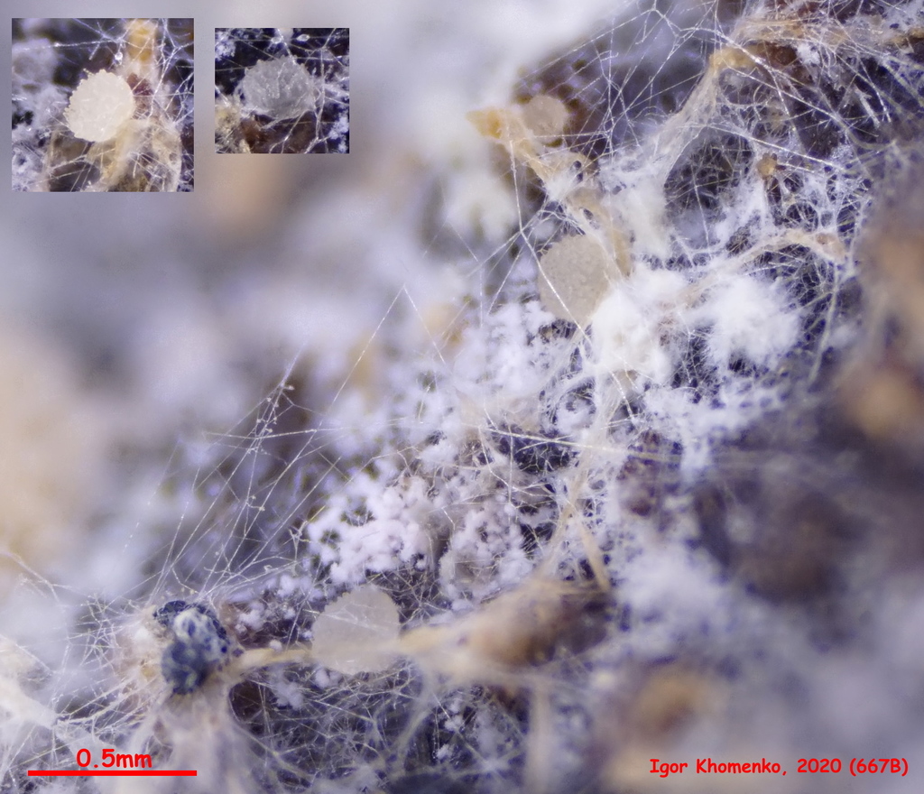Coprotus disculus
