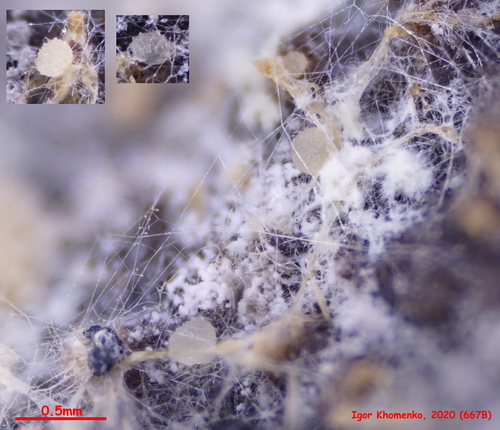 Coprotus disculus