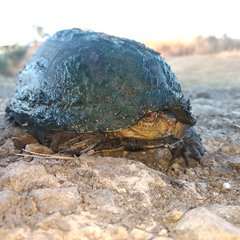 Kinosternon hirtipes murrayi