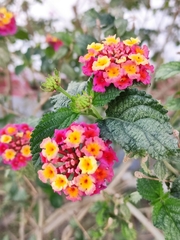 Lantana camara