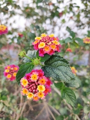 Lantana camara