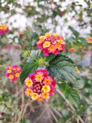 Lantana camara