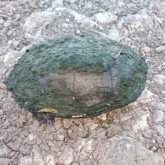 Kinosternon hirtipes murrayi