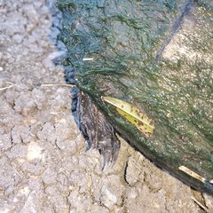 Kinosternon hirtipes murrayi