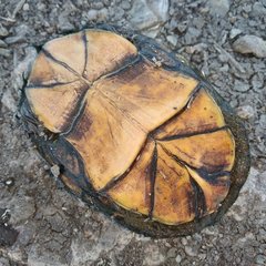 Kinosternon hirtipes murrayi