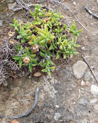 Trichodiadema strumosum