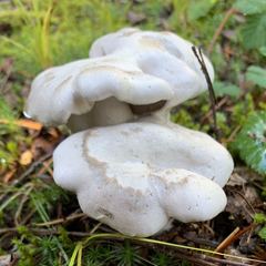 Clitocybe dilatata