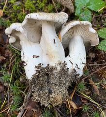 Clitocybe dilatata