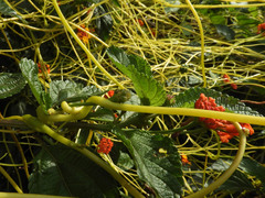 Cuscuta reflexa