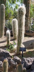 Oreocereus celsianus