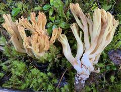 Ramaria cystidiophora