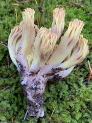 Ramaria cystidiophora