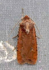 Euxoa ochrogaster