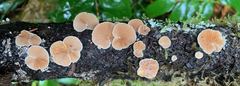 Crepidotus fusisporus