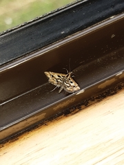 Diasemia grammalis