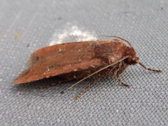 Euxoa ochrogaster