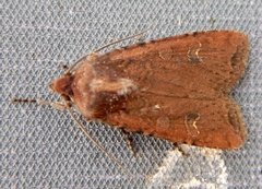 Euxoa ochrogaster