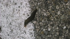 Limax maximus