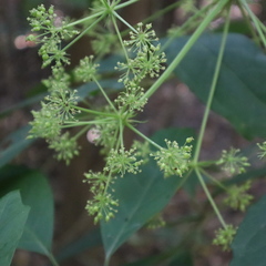 Mackinlaya confusa