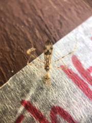 Stenolemus fraterculus