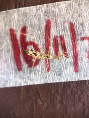 Stenolemus fraterculus