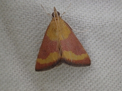 Pyrausta castalis