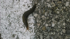 Limax maximus