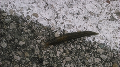 Limax maximus