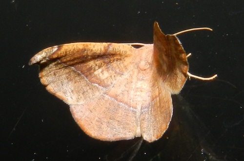 Juniper Geometer Moth