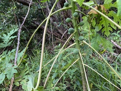 Carica papaya image