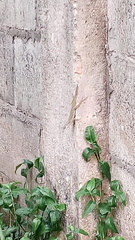 Anolis aeneus