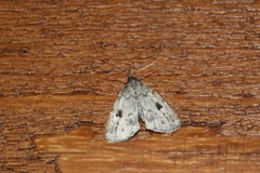 Parahypenodes quadralis