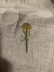 Brassica oleracea italica