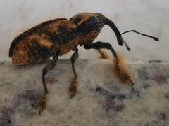 Odontoderes morbillosus