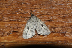 Parahypenodes quadralis