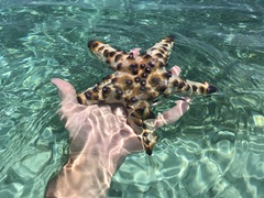 Protoreaster nodosus