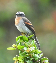 Ochthoeca rufipectoralis