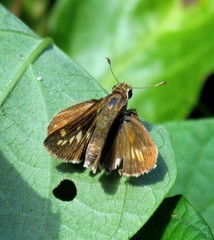 Polites vibex catilina