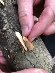 Mycorrhaphium adustum