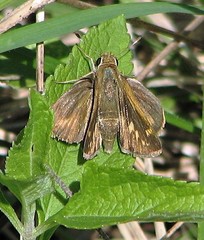 Polites vibex catilina